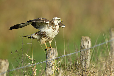 BUITEN BEELD Foto: 284172