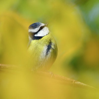 BUITEN BEELD Foto: 284183