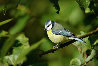 BUITEN BEELD Foto: 284186