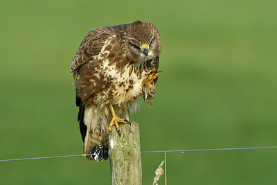 BUITEN BEELD Foto: 284198