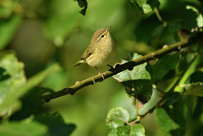 BUITEN BEELD Foto: 284200