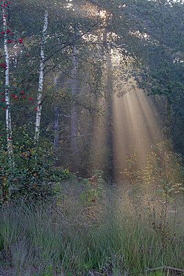 BUITEN BEELD Foto: 284206