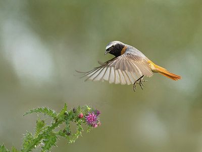 BUITEN BEELD Foto: 284214