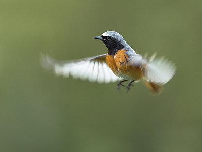 BUITEN BEELD Foto: 284217
