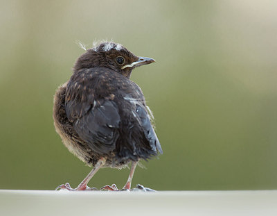 BUITEN BEELD Foto: 284219