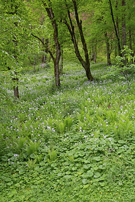 BUITEN BEELD Foto: 284278