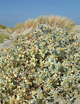 BUITEN BEELD Foto: 284287