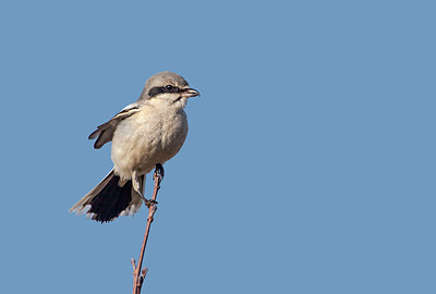 BUITEN BEELD Foto: 284300