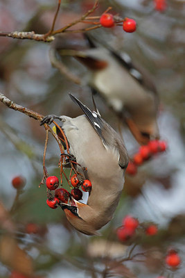 BUITEN BEELD Foto: 284307