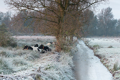 BUITEN BEELD Foto: 284313