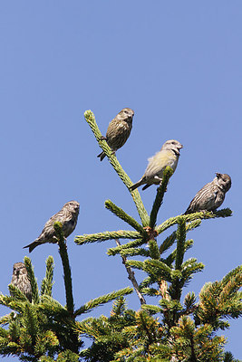 BUITEN BEELD Foto: 284347