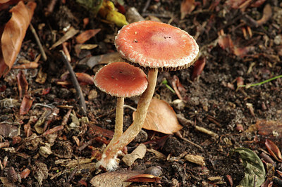 BUITEN BEELD Foto: 284352