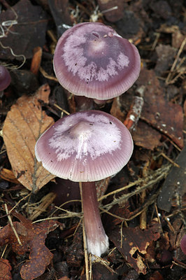 BUITEN BEELD Foto: 284355