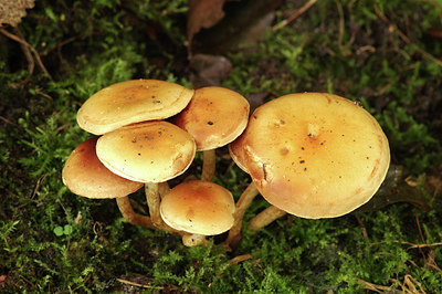 BUITEN BEELD Foto: 284366