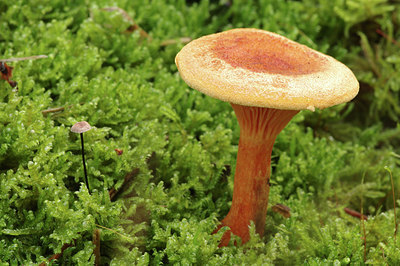 BUITEN BEELD Foto: 284370