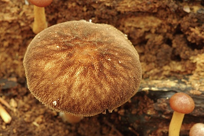 BUITEN BEELD Foto: 284400