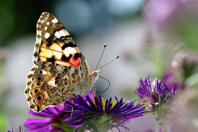 BUITEN BEELD Foto: 284415