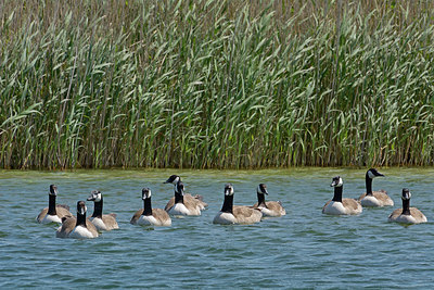 BUITEN BEELD Foto: 284434