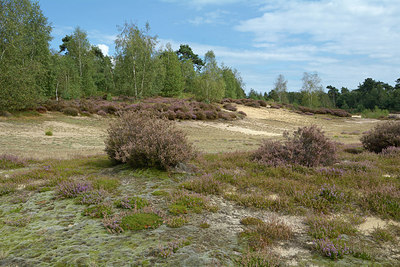 BUITEN BEELD Foto: 284438
