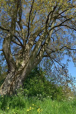 BUITEN BEELD Foto: 284443