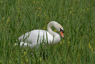 BUITEN BEELD Foto: 284444