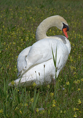 BUITEN BEELD Foto: 284445