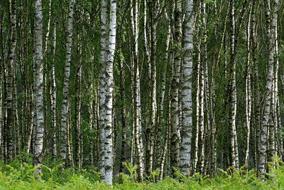 BUITEN BEELD Foto: 284449