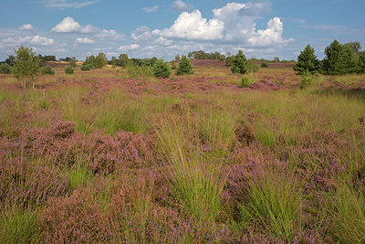 BUITEN BEELD Foto: 284466