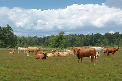 BUITEN BEELD Foto: 284476