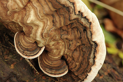 BUITEN BEELD Foto: 284487