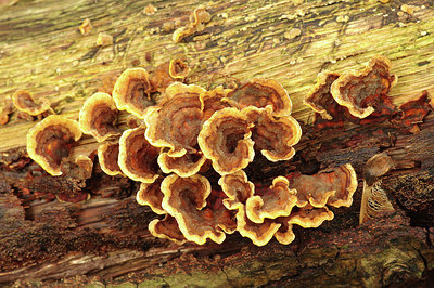 BUITEN BEELD Foto: 284495