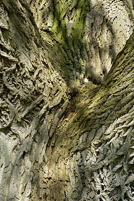 BUITEN BEELD Foto: 284502
