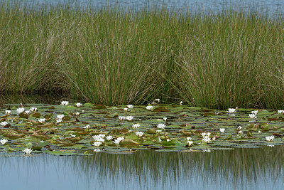 BUITEN BEELD Foto: 284506