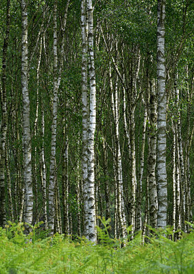 BUITEN BEELD Foto: 284508