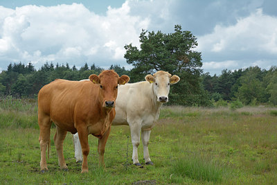 BUITEN BEELD Foto: 284518