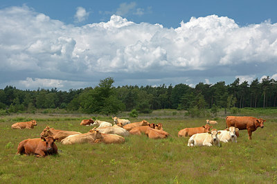 BUITEN BEELD Foto: 284539