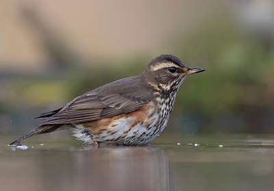BUITEN BEELD Foto: 284568
