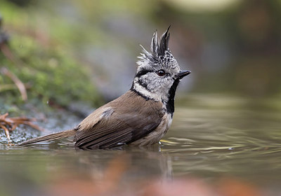 BUITEN BEELD Foto: 284574