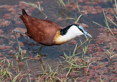 BUITEN BEELD Foto: 284576