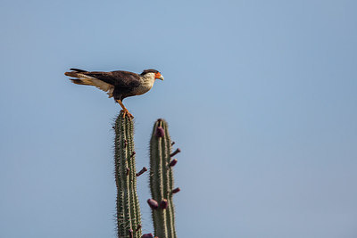 BUITEN BEELD Foto: 284595