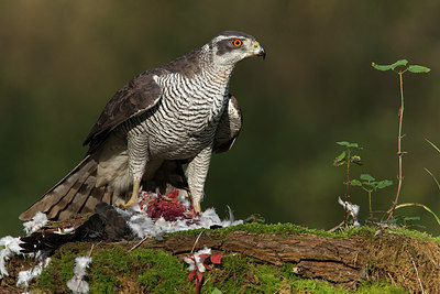 BUITEN BEELD Foto: 284612