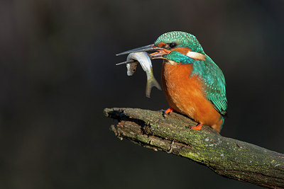 BUITEN BEELD Foto: 284614