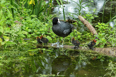 BUITEN BEELD Foto: 284630