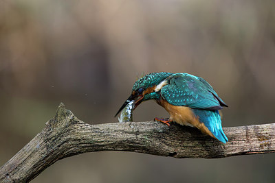 BUITEN BEELD Foto: 284633