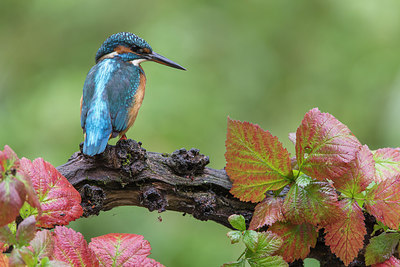 BUITEN BEELD Foto: 284635