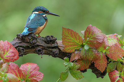 BUITEN BEELD Foto: 284636