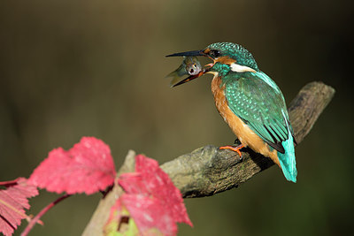 BUITEN BEELD Foto: 284642
