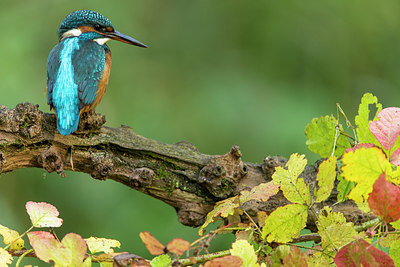 BUITEN BEELD Foto: 284644