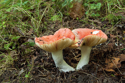 BUITEN BEELD Foto: 284689