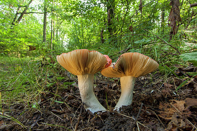BUITEN BEELD Foto: 284690